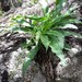 Thyrsanthemum goldianum - Photo (c) lluviaramirez, all rights reserved, uploaded by lluviaramirez