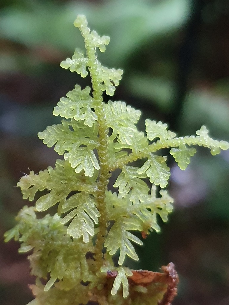 Trichocolea mollissima (Trichocolea mollissima)