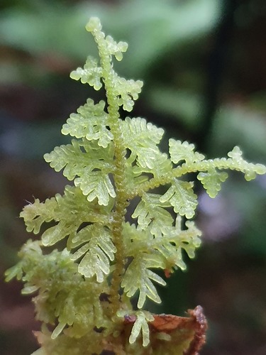 Trichocolea mollissima