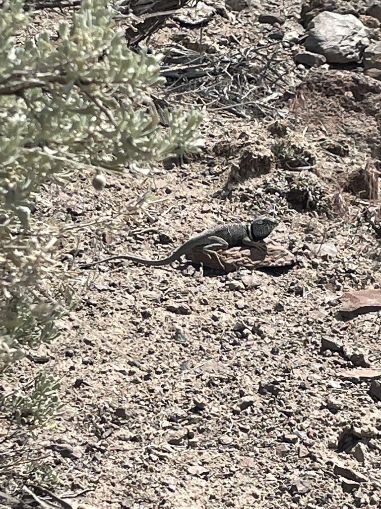 Desert Collared Lizard from Winnemucca, NV, US on June 03, 2022 at 10