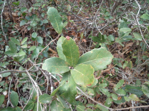 Quercus galeanensis