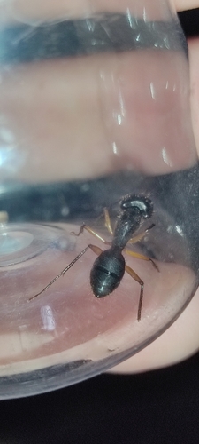 Camponotus renggeri