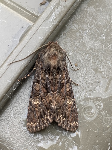 Dark Brocade