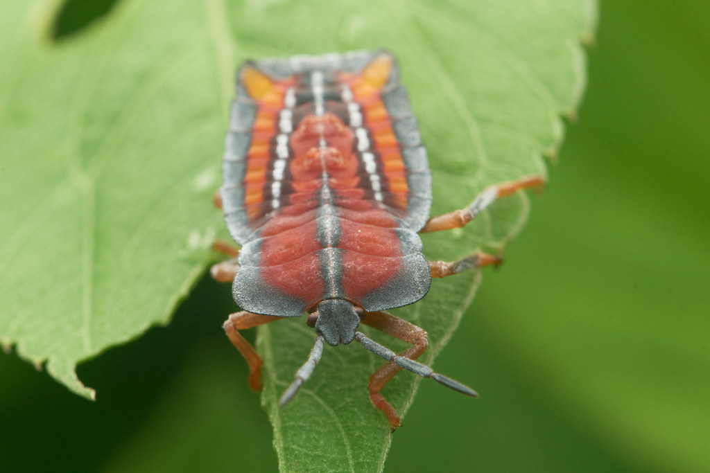 Lychee Stink Bug from 台灣台中市 on May 28, 2022 at 11:01 AM by fish2bug ...