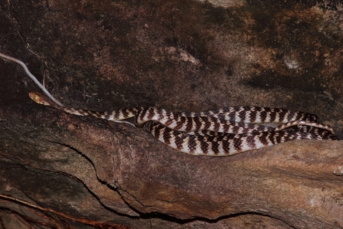 Brown Tree Snake sighting