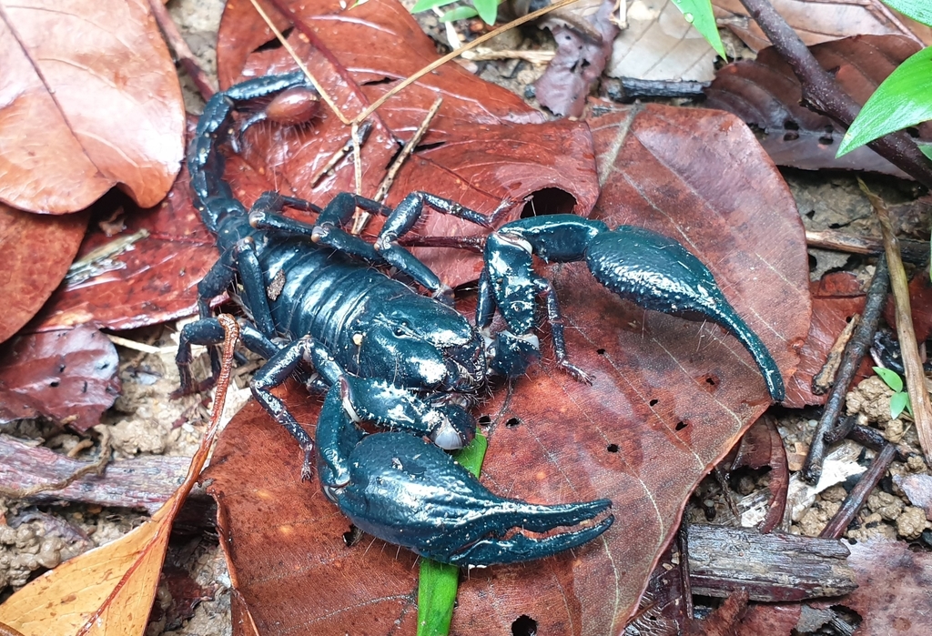 Giant Blue Scorpion From Gunung Pulai Recreational Forest Pekan Nanas giant-blue-scorpion-from-gunung-pulai-recreational-forest-pekan-nanas