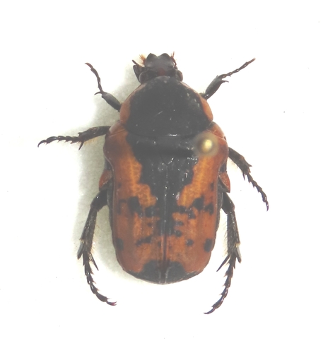 Dolichostethus