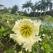 Solandra grandiflora - Photo (c) Chen Si-Rui, כל הזכויות שמורות, הועלה על ידי Chen Si-Rui
