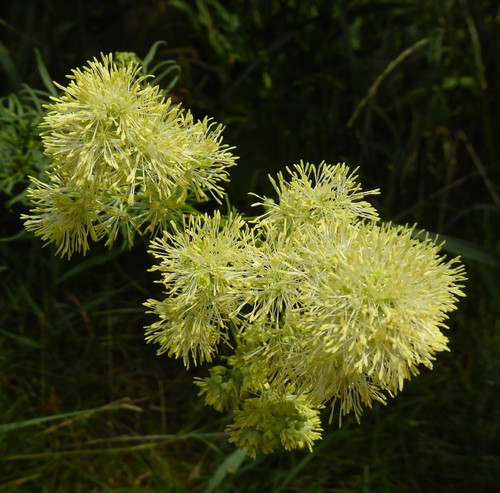 Morrison's Meadow-rue (Thalictrum morisonii)