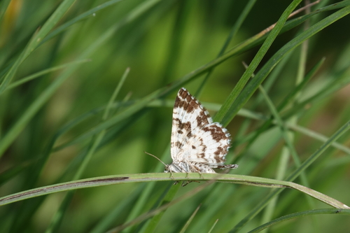 Žiedinė Cidarija nuotrauka