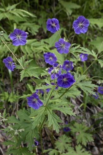 woolly cranesbill