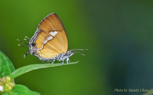 Horaga albimacula (Wood-Mason & De Nicéville, 1881)