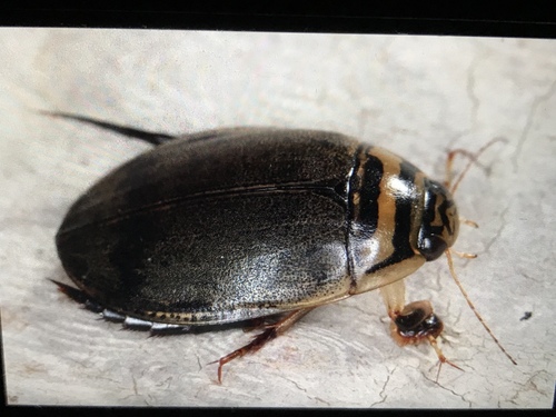 Lesser Diving-beetle