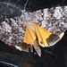 Little Lined Underwing - Photo (c) Erin Powell, all rights reserved, uploaded by Erin Powell