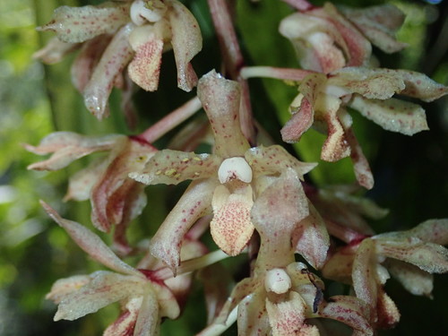 Xylobium leontoglossum image