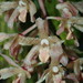 Xylobium leontoglossum - Photo (c) Rudy Gelis, todos los derechos reservados, subido por Rudy Gelis