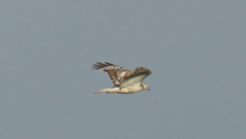 Krider's Red-tailed Hawk