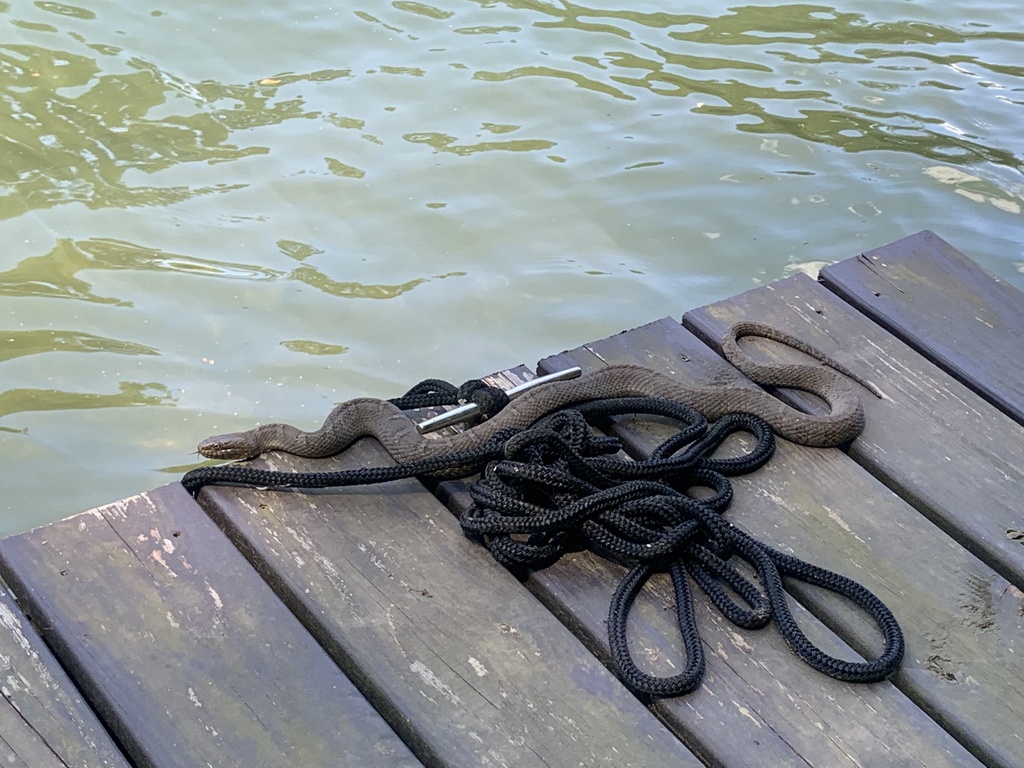 Northern Watersnake from Tygart Valley River, Fairmont, WV, US on June