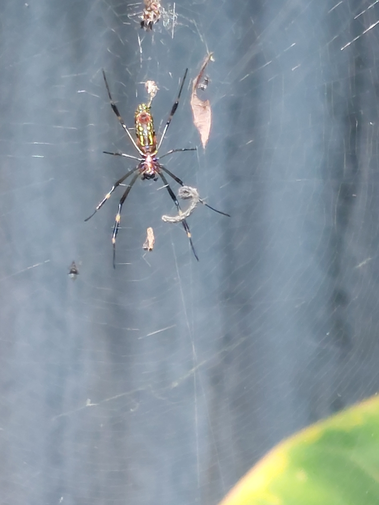 Golden Silk Spider From WX78 XXQ San Jos Curridabat 11801 Costa golden-silk-spider-from-wx78-xxq-san-jos-curridabat-11801-costa