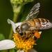 Asian Honey Bee - Photo (c) kkchome, all rights reserved