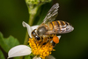 Asian Honey Bee - Photo (c) kkchome, all rights reserved