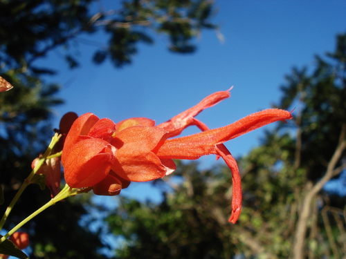Salvia sessei