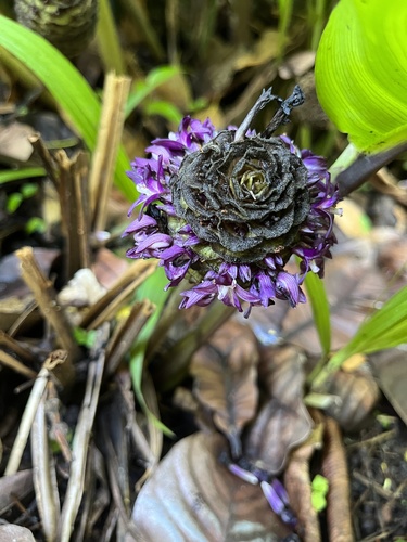 Goeppertia zebrina (Sims) Nees