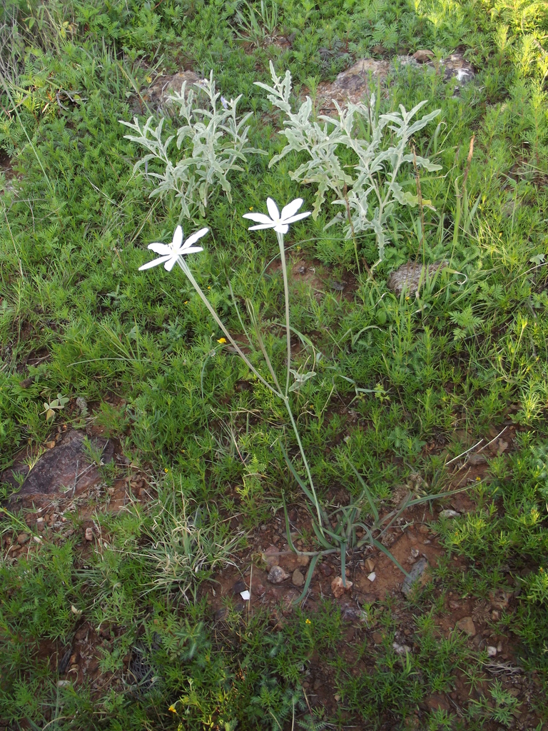 Photos Of Mexican Star Milla Biflora Inaturalist