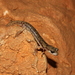 Supramonte Cave Salamander - Photo (c) Karim Chouchane, all rights reserved, uploaded by Karim Chouchane