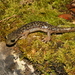Salamandra Cavernicola Olorosa - Photo (c) Karim Chouchane, todos los derechos reservados, uploaded by Karim Chouchane