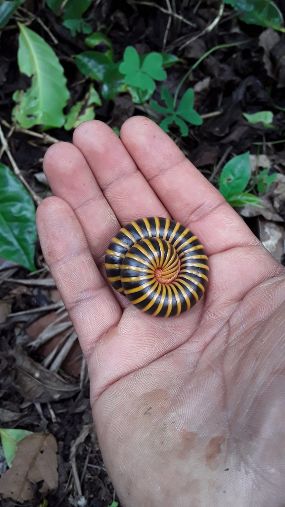 Round Backed Millipedes From Santa Ana Hn Lp Hn On June At