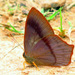 Metalmark Butterflies - Photo (c) rodrigo_lazaro, all rights reserved, uploaded by rodrigo_lazaro