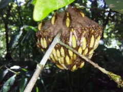 Apoica pallens image