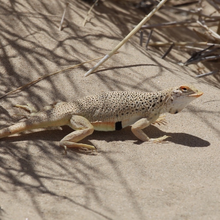 Mojave Fringe-toed Lizard in June 2022 by Ryan Bovard Shorrow · iNaturalist