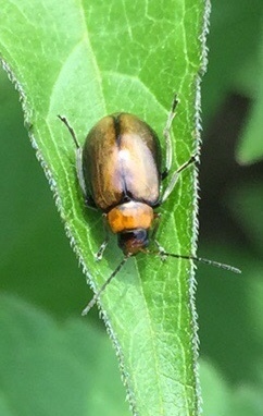 Atrachya menetriesii