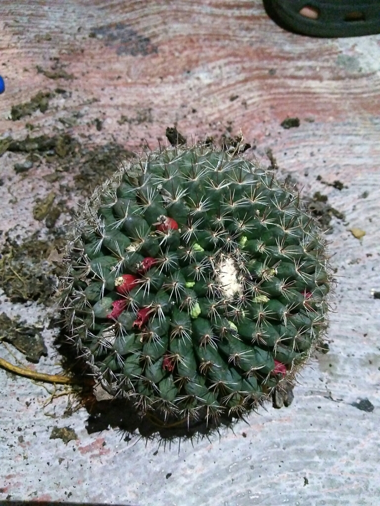 Mammillaria gaumeri  iNaturalist