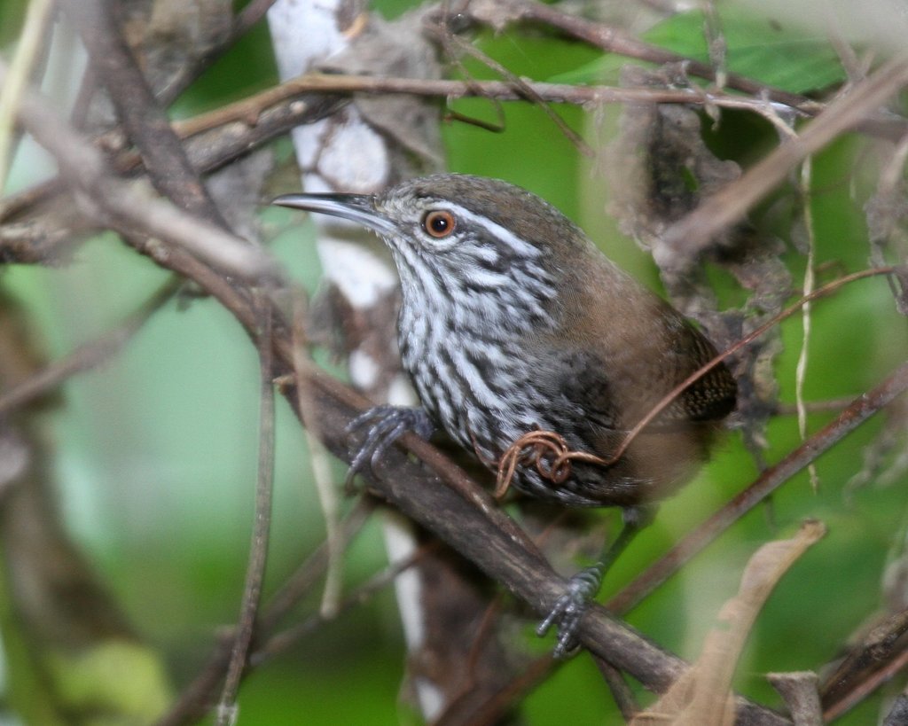Stripe-breasted Wren photo