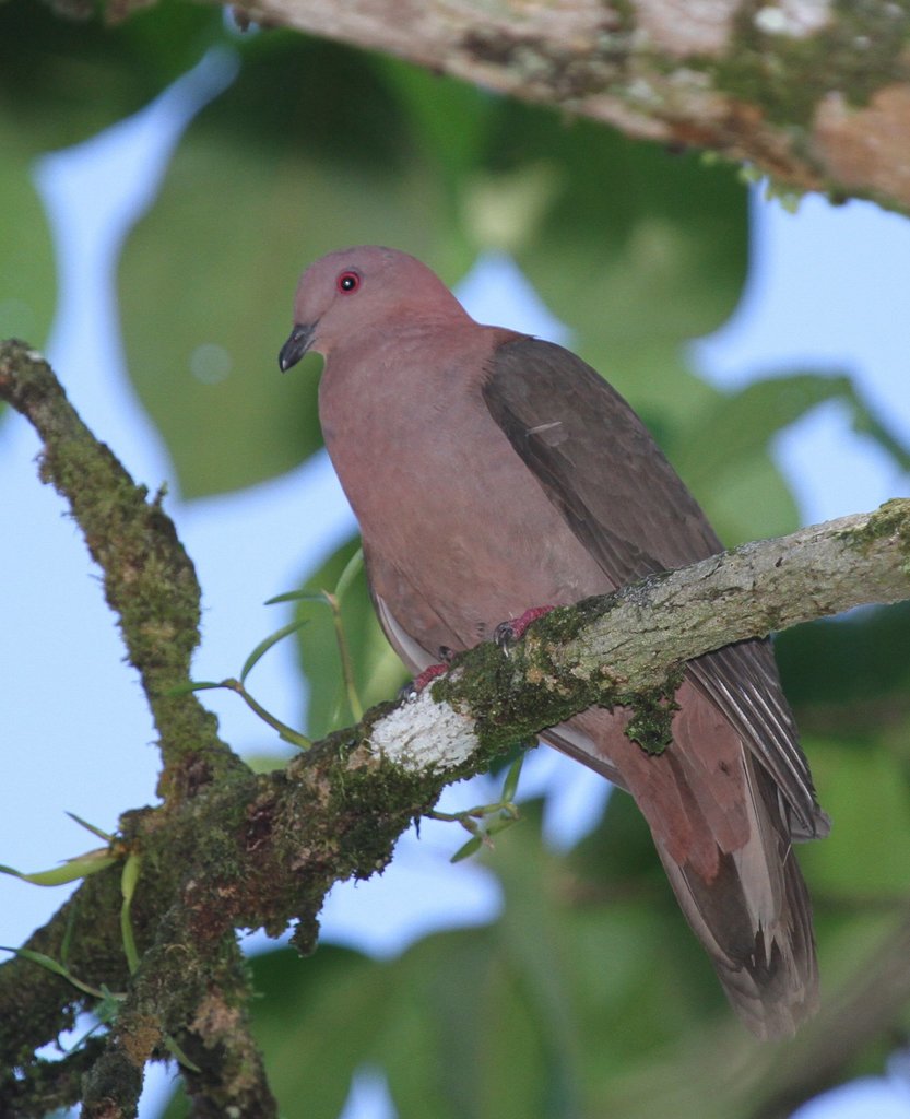 Paloma triste (Patagioenas nigrirostris) · iNaturalist Mexico