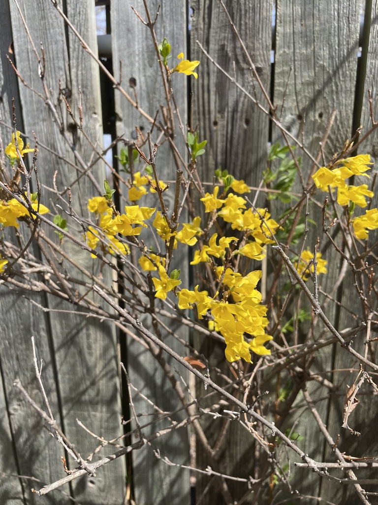 Forsythias from Smiling Hill Blvd, Edmond, OK, US on April 03, 2022 at