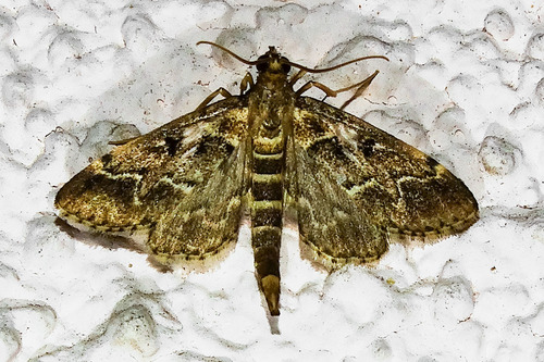 European Pepper Moth