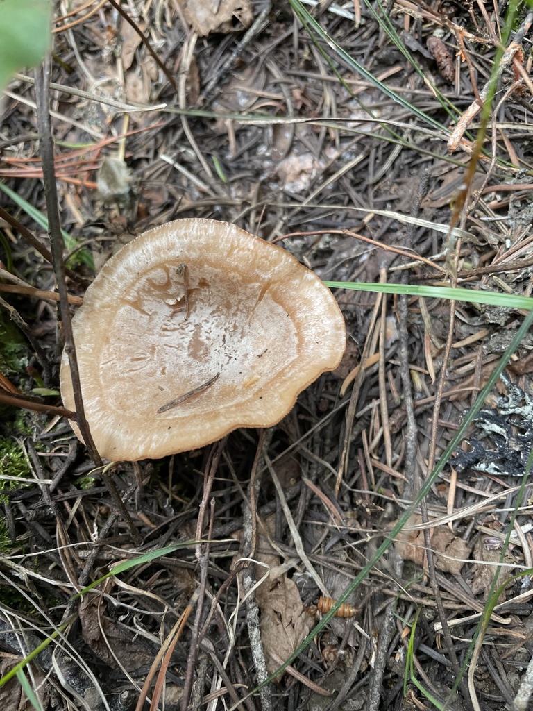 Clitocybe albirhiza from Caribou-Targhee National Forest, Island Park ...