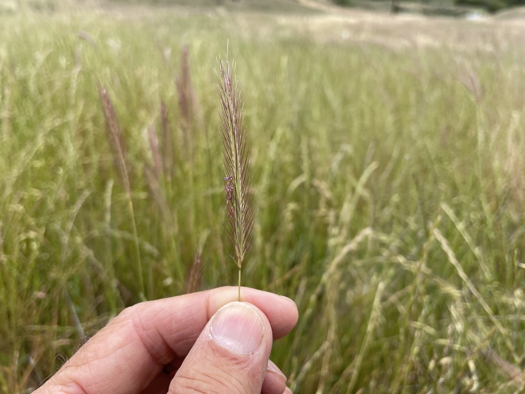 Meadow barley from Lower Lake, CA, US on June 04, 2022 at 1222 PM by Paul Aigner · iNaturalist