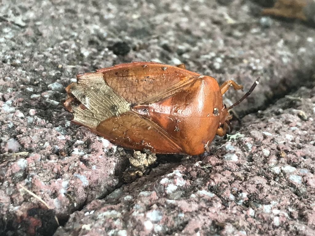 Lychee Stink Bug from 大和街, 西區, TW on June 5, 2022 at 02:09 PM by 吳威 ...