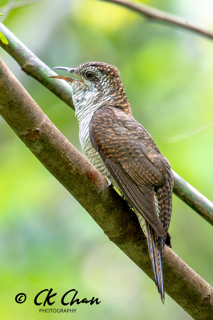 Banded Bay Cuckoo photo