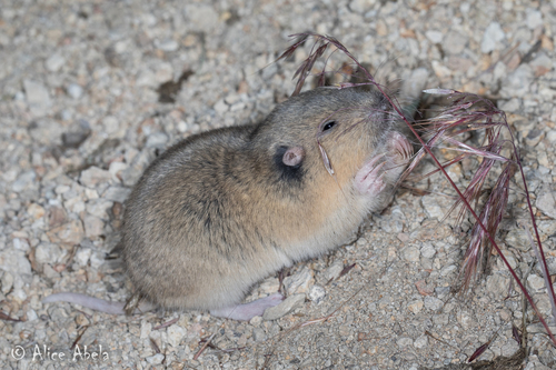 Fulvous Pocket Gopher (Megascapheus fulvus) — Data Deficient Mammalia