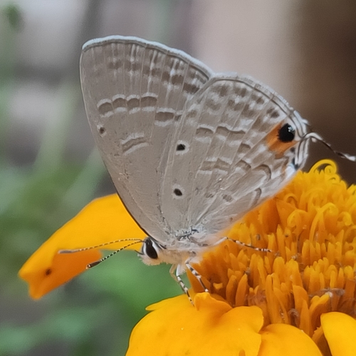 Forget-me-not
