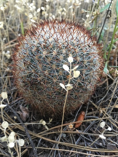 Mountain Ball Cactus