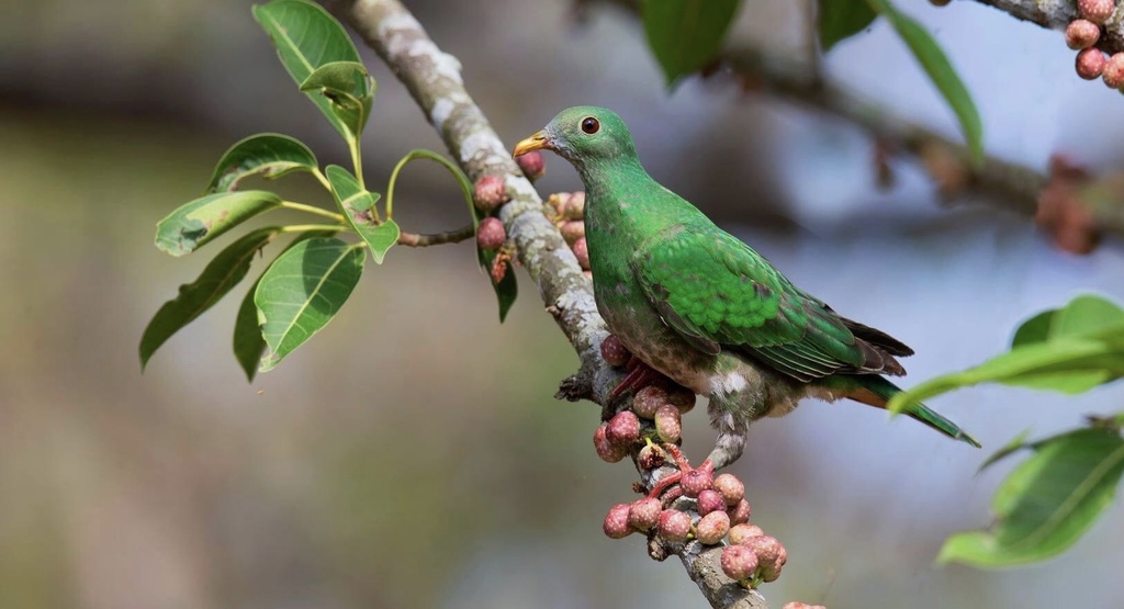 Black-chinned Fruit-Dove (Ramphiculus leclancheri) photo