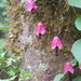 Purple Bells - Photo (c) Victor, all rights reserved, uploaded by Victor