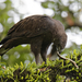 Changeable Hawk-Eagle - Photo (c) Hong Wenyang, all rights reserved, uploaded by Hong Wenyang